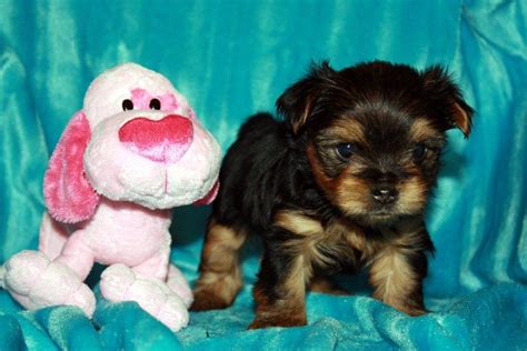 yorkie puppies for sale in wyoming